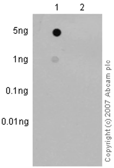 Dot Blot - Anti-ErbB2 / HER2 (phospho Y877) antibody [EPR2324Y] (AB75873)