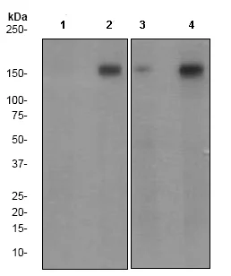 Western blot - Anti-ErbB2 / HER2 (phospho Y877) antibody [EPR2324Y] (AB75873)