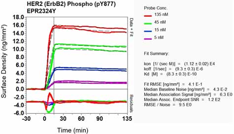OI-RD Scanning - Anti-ErbB2 / HER2 (phospho Y877) antibody [EPR2324Y] - BSA and Azide free (AB247413), expandable thumbnail