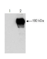 Immunoprecipitation - Anti-ErbB3 / HER3 antibody (AB34641)
