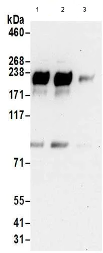 Immunoprecipitation - Anti-ErbB3 / HER3 antibody - C-terminal (AB190269)