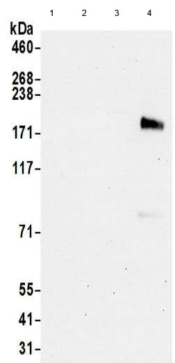 Western blot - Anti-ErbB3 / HER3 antibody - C-terminal (AB190269)