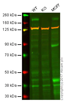 Western blot - Anti-ErbB3 / HER3 antibody [E186] (AB32121)