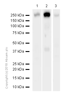Western blot - Anti-ErbB3 / HER3 antibody [E186] (AB32121)