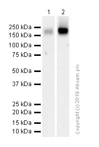 Western blot - Anti-ErbB3 / HER3 antibody [EPR22669-25] (AB255607)