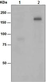 Western blot - Anti-ErbB3 / HER3 (phospho Y1197) antibody [EPR5806] (AB133444)