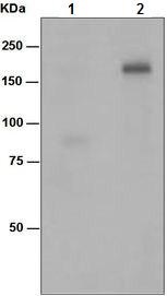 Western blot - Anti-ErbB3 / HER3 (phospho Y1197) antibody [EPR5806] - BSA and Azide free (AB232057)