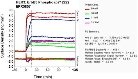 OI-RD Scanning - Anti-ErbB3 / HER3 (phospho Y1222) antibody [EPR5807] - BSA and Azide free (AB226127)