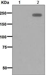 Western blot - Anti-ErbB3 / HER3 (phospho Y1222) antibody [EPR5807] - BSA and Azide free (AB226127)