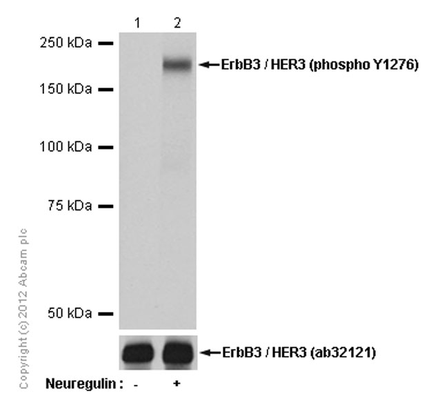 Western blot - Anti-ErbB3 / HER3 (phospho Y1276) antibody [EPR5808(2)] (AB134900)