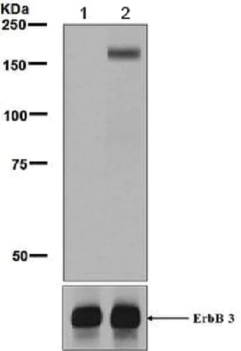 Western blot - Anti-ErbB3 / HER3 (phospho Y1276) antibody [EPR5808(2)] - BSA and Azide free (AB232058)