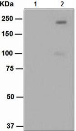 Western blot - Anti-ErbB3 / HER3 (phospho Y1289) antibody [EPNCIR124] - BSA and Azide free (AB157377), expandable thumbnail