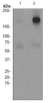 Western blot - Anti-ErbB3 / HER3 (phospho Y1289) antibody [EPR2325] (AB76469)