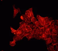 Immunocytochemistry/ Immunofluorescence - Anti-ErbB3 / HER3 (phospho Y1289) antibody [EPR2325] - BSA and Azide free (AB157376)