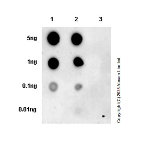 Dot Blot - Anti-ErbB3 / HER3 (phospho Y1289) antibody [EPR28708-19] (AB323861), expandable thumbnail
