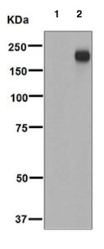 Western blot - Anti-ErbB3 / HER3 (phospho Y1328) antibody [EPR5809] (AB133459)