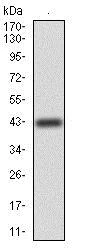 Western blot - Anti-ErbB4 / HER4 antibody [5G6B4] - C-terminal (AB204959)