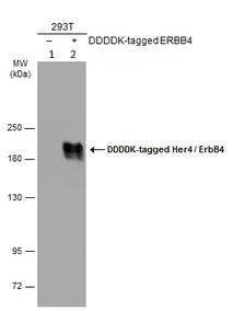 Western blot - Anti-ErbB4 / HER4 antibody (AB137412)