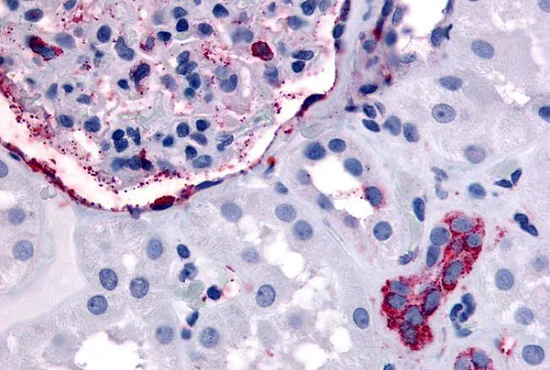 Immunohistochemistry (Formalin/PFA-fixed paraffin-embedded sections) - Anti-ErbB4 / HER4 antibody (AB230781)