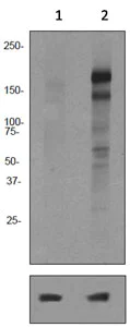 Western blot - Anti-ErbB4 / HER4 (phospho Y1056) antibody [EPR2269] (AB92782)