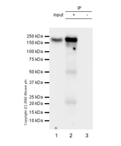 Immunoprecipitation - Anti-ErbB4 / HER4 (phospho Y1162) antibody [EP2270Y] - BSA and Azide free (AB247386)