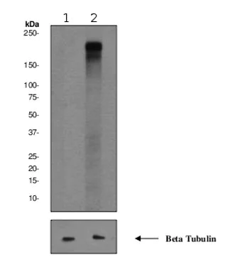 Western blot - Anti-ErbB4 / HER4 (phospho Y1188) antibody [EPR2271Y] (AB68479)