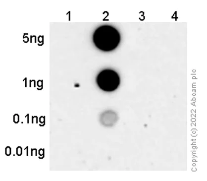 Dot Blot - Anti-ErbB4 / HER4 (phospho Y1284) antibody [EPR2273(2)] - BSA and Azide free (AB232527)