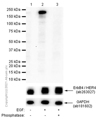 Western blot - Anti-ErbB4 / HER4 (phospho Y1284) antibody [EPR2273(2)] - BSA and Azide free (AB232527)