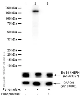 Western blot - Anti-ErbB4 / HER4 (phospho Y1284) antibody [EPR2273(2)] - BSA and Azide free (AB232527)