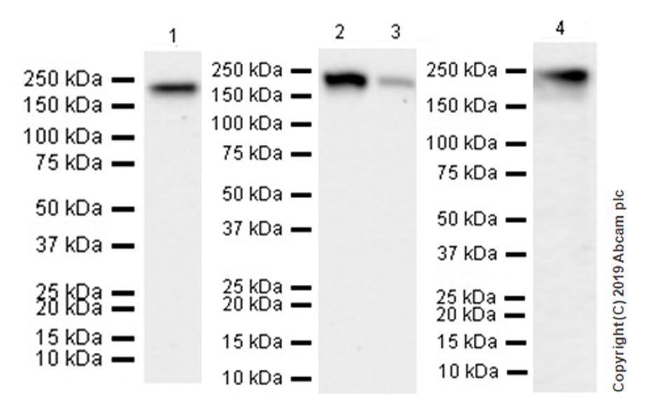 Western blot - Anti-ErbB4 / HER4+ErbB2 / HER2 antibody [EPR22665-104] (AB219208), expandable thumbnail