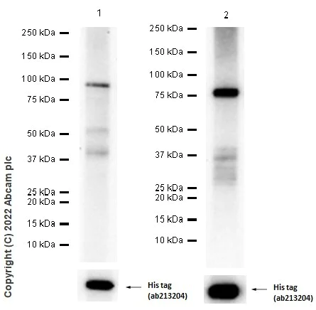 Western blot - Anti-ErbB4 / HER4+ErbB2 / HER2 antibody [EPR22665-104] (AB219208)
