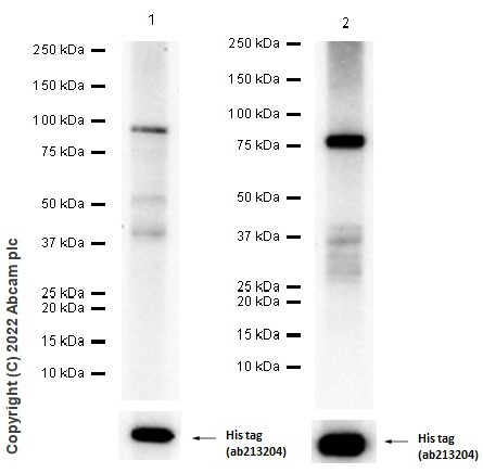 Western blot - Anti-ErbB4 / HER4+ErbB2 / HER2 antibody [EPR22665-104] - BSA and Azide free (AB263027), expandable thumbnail