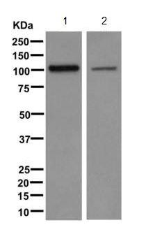 Western blot - Anti-ERC2 antibody [EPR9419] - BSA and Azide free (AB249545), expandable thumbnail