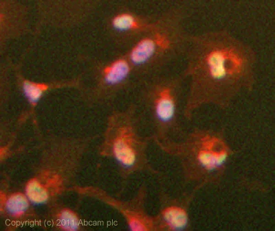 Immunocytochemistry/ Immunofluorescence - Anti-ERCC1 antibody [8F1] (AB2356)