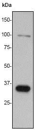 Western blot - Anti-ERCC1 antibody [EP2143Y] - BSA and Azide free (AB284749)