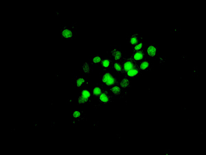 Immunocytochemistry/ Immunofluorescence - Anti-ERCC1 antibody [EPR7277] - BSA and Azide free (AB232422)