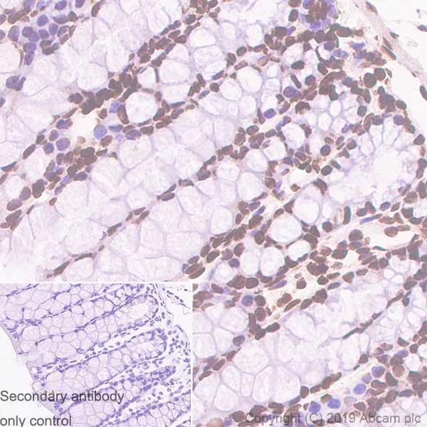 Immunohistochemistry (Formalin/PFA-fixed paraffin-embedded sections) - Anti-ERCC1 antibody [SP68] - BSA and Azide free (AB236442)