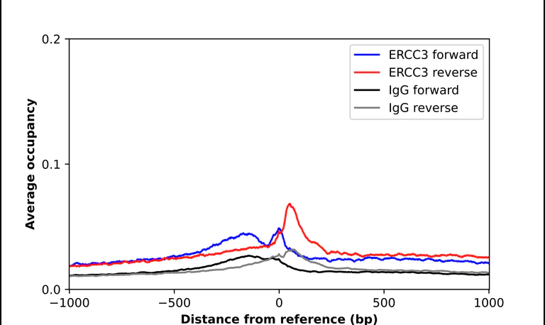 ChIP - Anti-ERCC3 Antibody (AB327230)