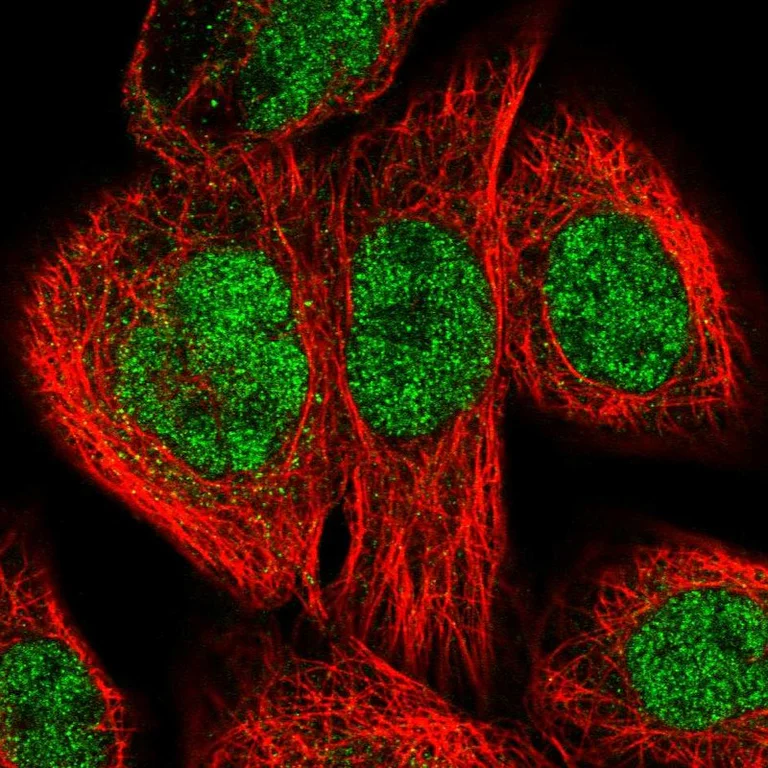 Immunocytochemistry/ Immunofluorescence - Anti-ERCC3 Antibody (AB327230)