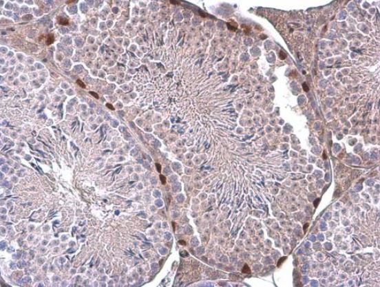 Immunohistochemistry (Formalin/PFA-fixed paraffin-embedded sections) - Anti-ERF antibody (AB153726), expandable thumbnail
