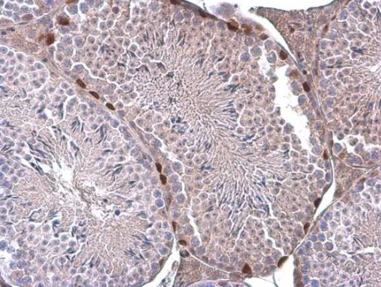 Immunohistochemistry (Formalin/PFA-fixed paraffin-embedded sections) - Anti-ERF antibody (AB153726)