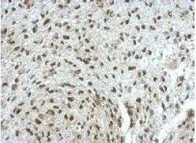 Immunohistochemistry (Formalin/PFA-fixed paraffin-embedded sections) - Anti-ERF antibody (AB153726)