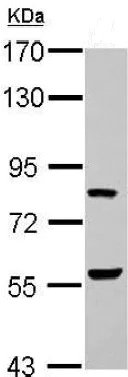 Western blot - Anti-ERF antibody (AB153726)