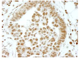 Immunohistochemistry (Formalin/PFA-fixed paraffin-embedded sections) - Anti-ERF antibody (AB84773)