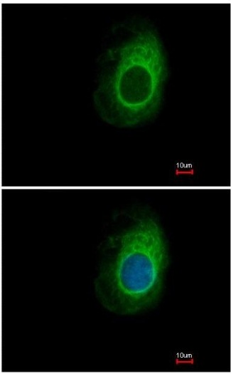 Immunocytochemistry/ Immunofluorescence - Anti-eRF1 antibody (AB153708)