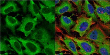 Immunocytochemistry/ Immunofluorescence - Anti-eRF1 antibody (AB153731)
