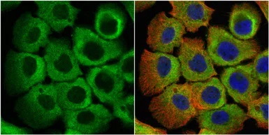 Immunocytochemistry/ Immunofluorescence - Anti-eRF1 antibody (AB153731)