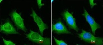 Immunocytochemistry/ Immunofluorescence - Anti-eRF1 antibody (AB153731), expandable thumbnail