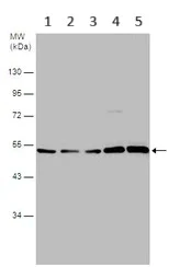 Western blot - Anti-eRF1 antibody (AB153731)