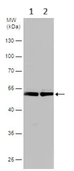 Western blot - Anti-eRF1 antibody (AB153731)